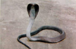 Black Cobra bites 52 people, three die in UP village